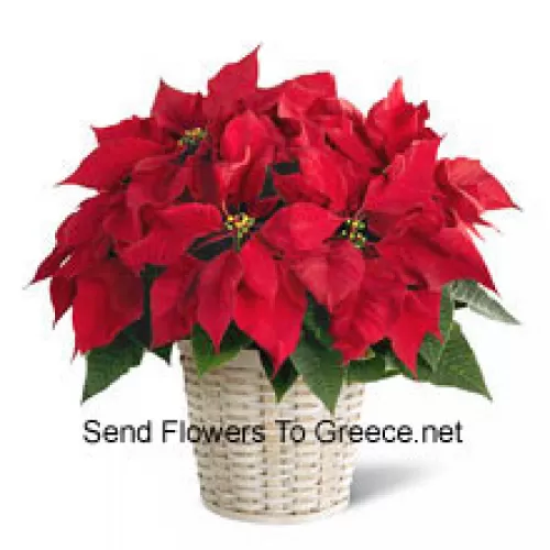 A perky, colorful, long-lasting poinsettia in a basket. (Please Note That We Reserve The Right To Substitute Any Product With A Suitable Product Of Equal Value In Case Of Non-Availability Of A Certain Product)