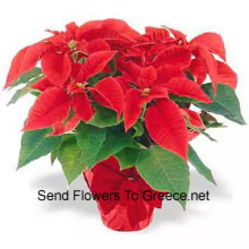 ¡Una tradición navideña en todo el mundo! Las poinsettias son una manera atenta de decir "Felices Fiestas" y añadir un toque duradero de color a cualquier decoración (Tenga en cuenta que nos reservamos el derecho de sustituir cualquier producto por un producto adecuado de igual valor en caso de no disponibilidad de cierto producto)