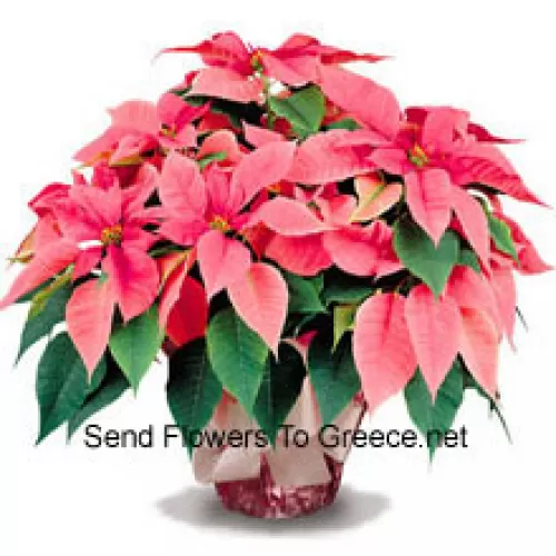 Un favorito duradero para el hogar u oficina, nuestras poinsettias de alta calidad son una excelente manera de decir 'Felices Fiestas' con estilo (Tenga en cuenta que nos reservamos el derecho de sustituir cualquier producto con un producto adecuado de igual valor en caso de no disponibilidad de un cierto producto)