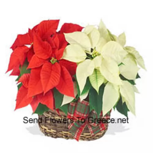 Due poinsettie colorate e a lunga durata combinate in un cestino per un regalo elegante per le festività! Una è rossa, e l'altra è bianca, rosa o di un altro colore popolare. (Si prega di notare che ci riserviamo il diritto di sostituire qualsiasi prodotto con un prodotto adeguato di pari valore in caso di non disponibilità di un certo prodotto)